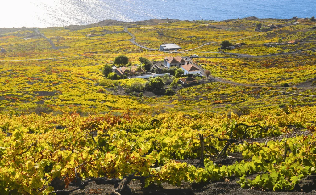 Vineyards in Autumn, La Palma Island, Canary islands, Spain.