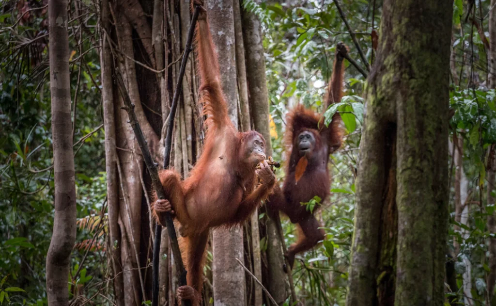 Wild Orangutans in the Tanjung Puting National Park